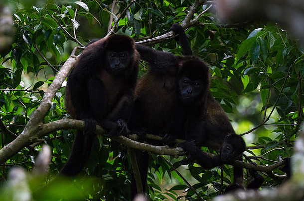 哥斯达黎加雨林树木中的一群吼猴
