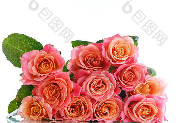 一束粉红色的玫瑰，孤立在白色的花瓣上