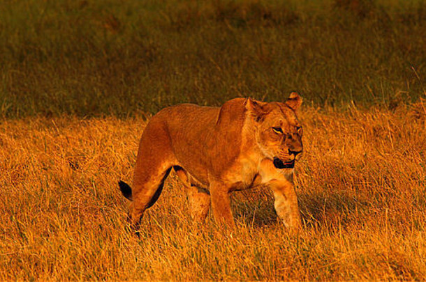 美丽的金非洲母狮漫步非洲草平原大强大的野生动物一流的视线Safari