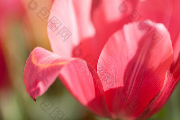 粉色郁金香花瓣的宏观视图。模糊背景和阳光下的春花图案。软焦点。