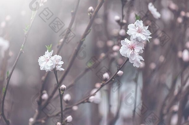 桃子树开花花背景古董风格
