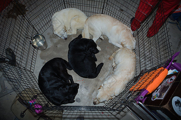 五只拉布拉多犬在展示前在笼子上休息