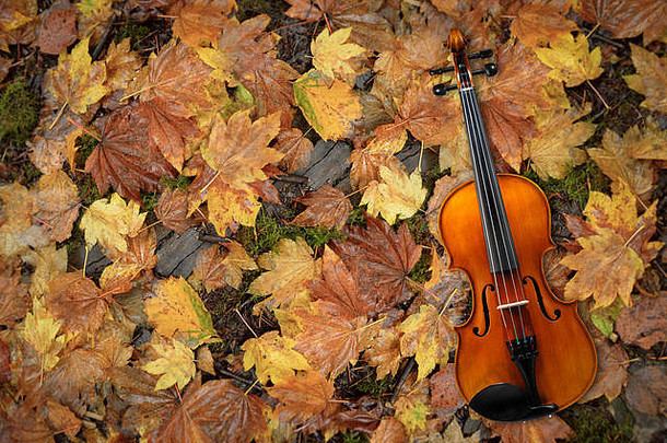 小提琴说谎红色的橙色秋天枫木树叶子背景