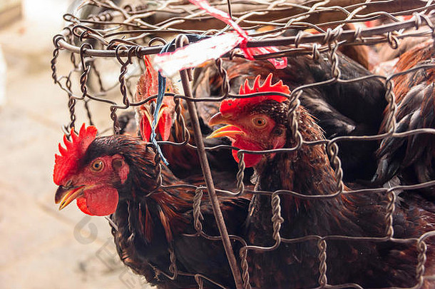 鸡出售室内市场嗨越南