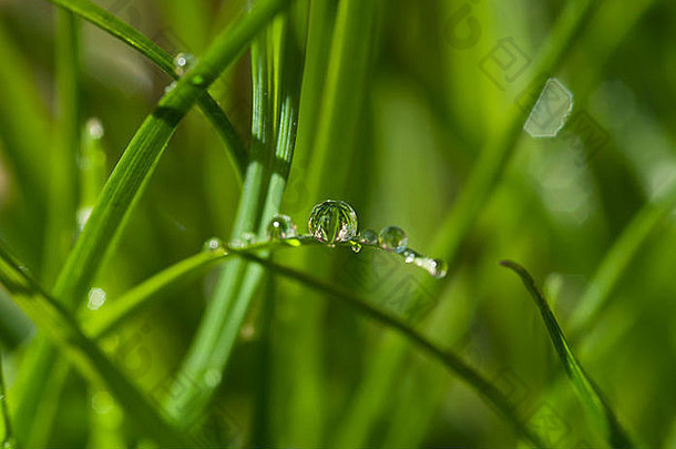 水滴落在一片草上，周围的草清晰地反射出来。