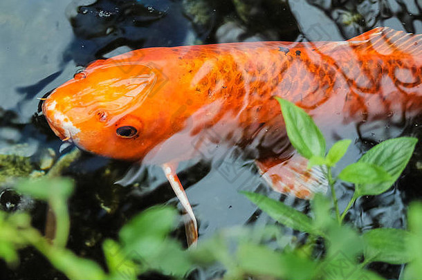 锦 鲤花俏的橙色鲤鱼
