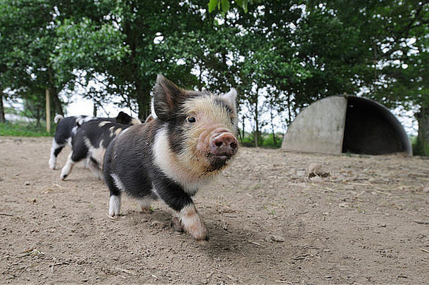 康沃尔农场的Kune Kune小猪