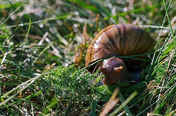 成人非洲阿查蒂纳蜗牛吃草在户外雨
