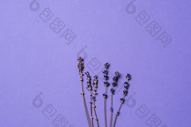 紫罗兰色的薰衣草花安排明亮的紫色的背景前视图平躺最小的概念复制空间文本