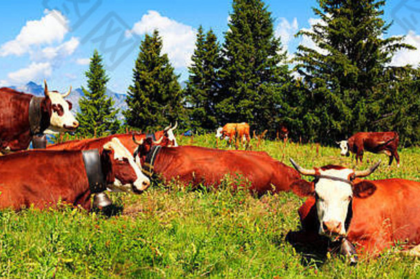 棕色（的）牛奶牛草地草野花阿尔卑斯山脉背景