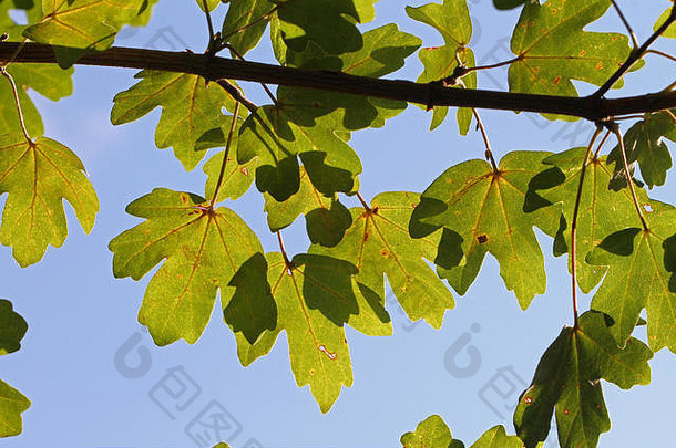 枫树或悬铃木的叶子在初秋时节或秋天在意大利和意大利枫树的拉丁槭属植物opalus或槭属植物pseudoplatanus