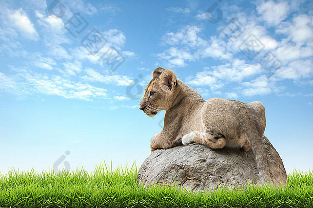 婴儿狮子坐岩石绿色草蓝色的天空