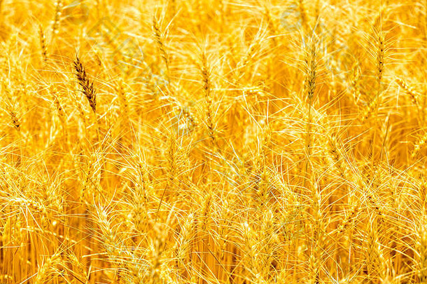 阳光明媚的金色麦田。在阳光下成熟的茎。