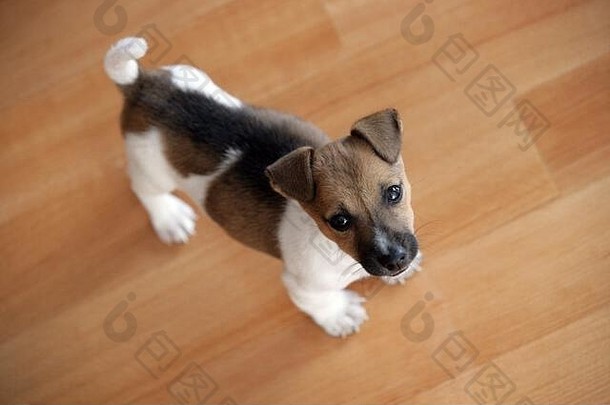 站在拼花地板上的可爱的杰克·鲁塞尔小狗