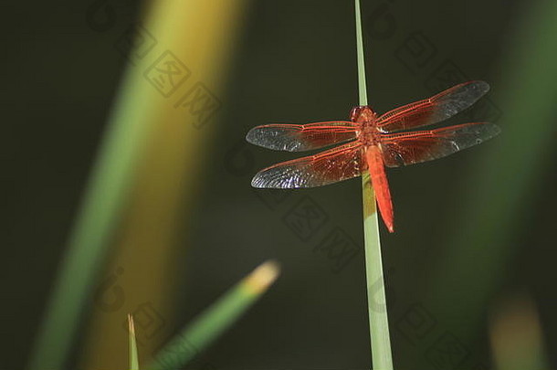 池塘橙色蜻蜓