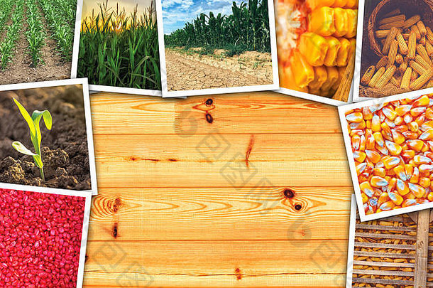 玉米玉米增长农业照片拼贴画复制空间