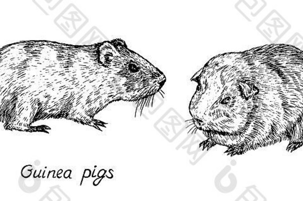 家养豚鼠（豚鼠，家养豚鼠）夫妇，侧视图，手绘凹版风格，草图插图，设计元素