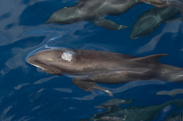 瓜头鲸或瓜头海豚（Peponochephala electra）与弗雷泽和斑点海豚混在一起，形成一个大豆荚，靠近船只