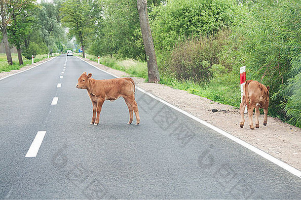 路上的小牛