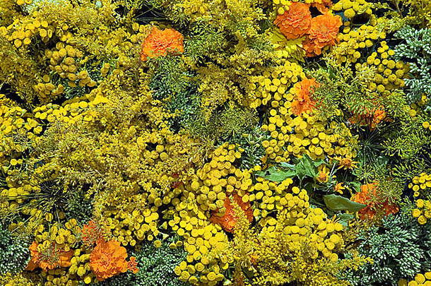 美丽的<strong>黄色</strong>和橙色花朵纹理，自然背景