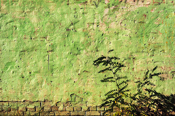 小黑色的蝗虫树日益增长的饱经风霜的绿色墙