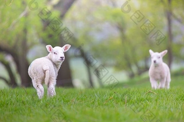 英国诺森伯兰农场肥沃牧场上的羔羊。