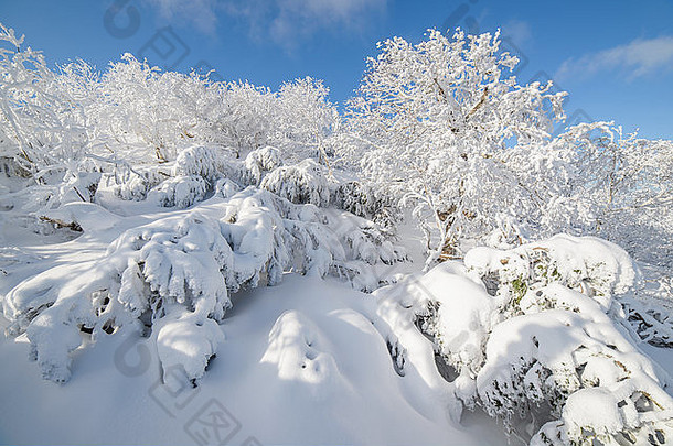雪中的树木，<strong>冬季</strong>景观-萨哈林岛，俄罗斯。