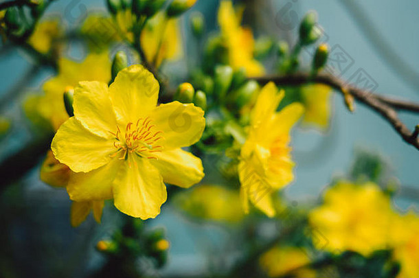 黄色杏花（Ochna integerrima）在越南<strong>春节</strong>期间盛开| Mai开花
