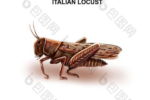 意大利蝗虫（Prus）插图