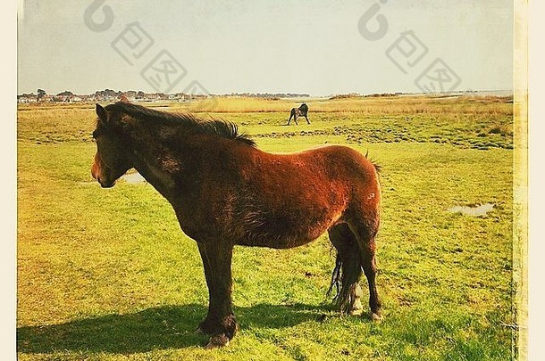 两匹马站在田野里。