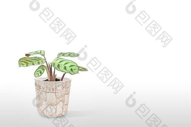 华丽的室内植物竹竽色彩斑斓的能孤立的白色背景