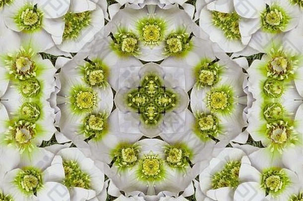 多色白色方形万花筒图案的hellebore花朵，抽象背景插图设计