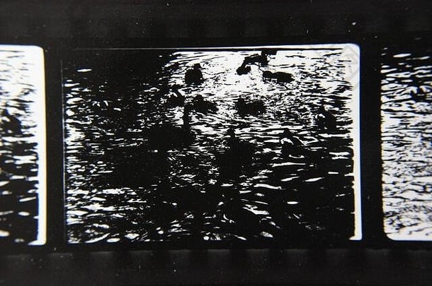 精美的70年代复古隐形印花黑白极端照片，拍摄一群<strong>鸭子</strong>在池塘周围<strong>游泳</strong>。