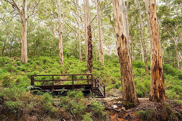 澳大利亚西部的Baylingup Karri森林