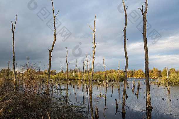 视图湖死树树干引起的提高了水水平景观玛丽亚皮尔荷兰