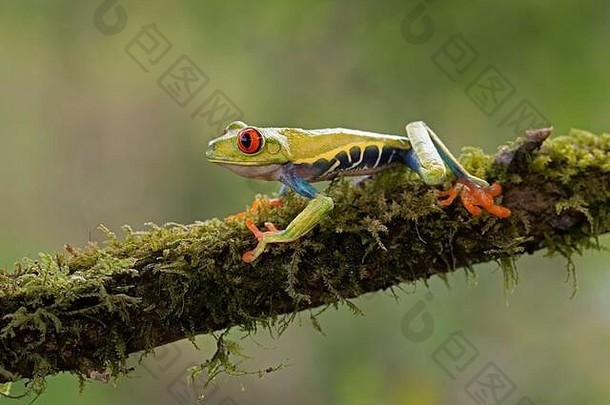 哥斯达黎加丛林中长满苔藓的树枝上的红眼树蛙