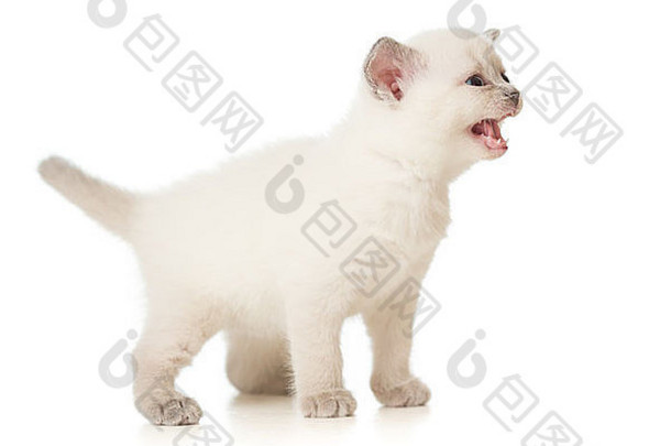 白色喵喵小猫