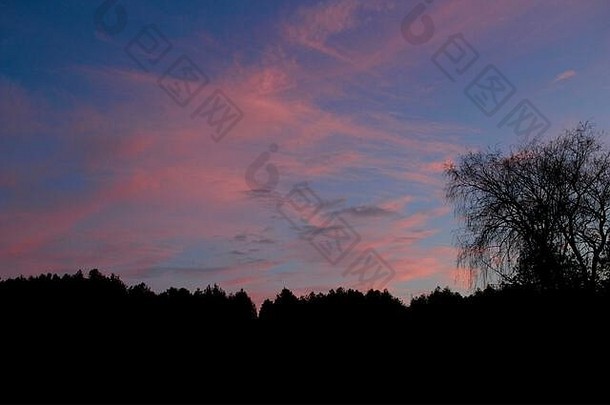 树上的粉红色夕阳剪影
