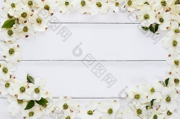 在白色木质桌面背景上，山茱萸开花。使用空间从上方拍摄的图像。