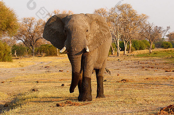 非洲丛林象是我们现存最大的陆生动物，在整个非洲都是一种非常聪明的野生物种