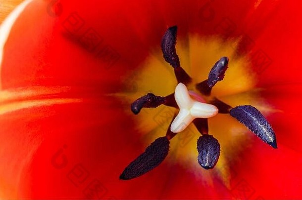 红色郁金香，全框架。美丽花朵的特写，宏观摄影
