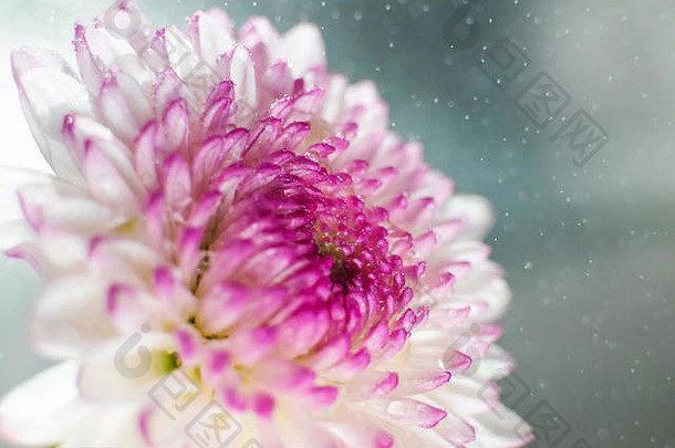 淡背景上的粉紫色菊花特写。明亮的春夏照片，适合背景和其他用途。