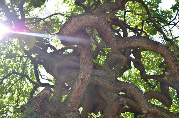 夏天，阳光照射在扭曲的树枝上
