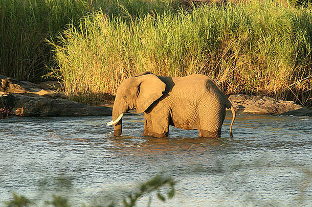 大象需要浴说河