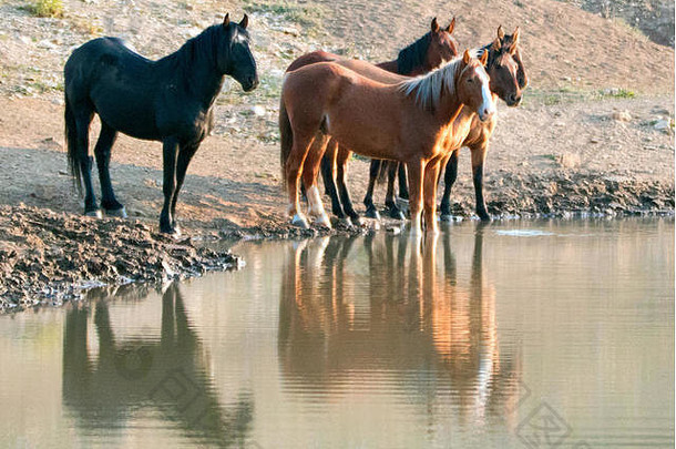 在美国蒙大拿州普赖尔山野马山脉的水洞里，一群（小队）野马倒映在水中