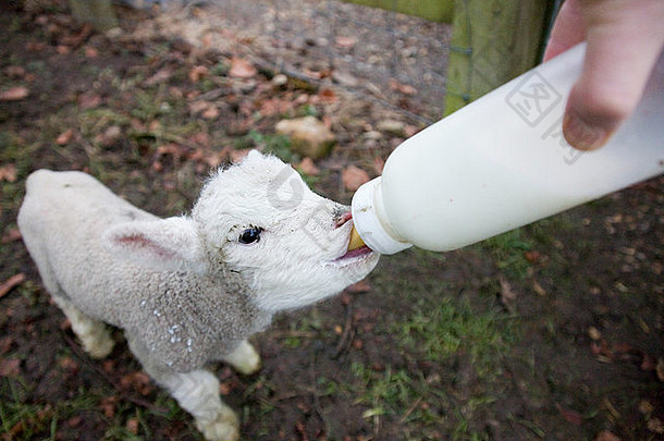 出生被遗弃的羊肉喝牛奶瓶