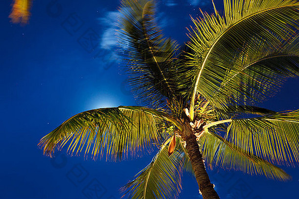 热带夜空、棕榈树和月亮