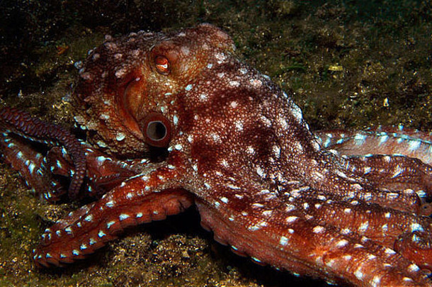 地中海的普通章鱼