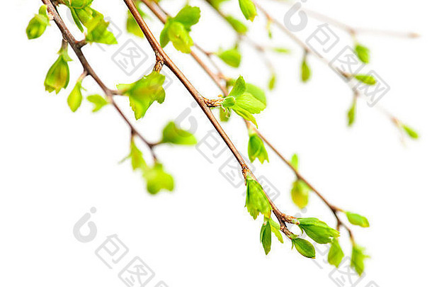 嫩绿的春天叶子在白色的叶子上独立出芽的树枝