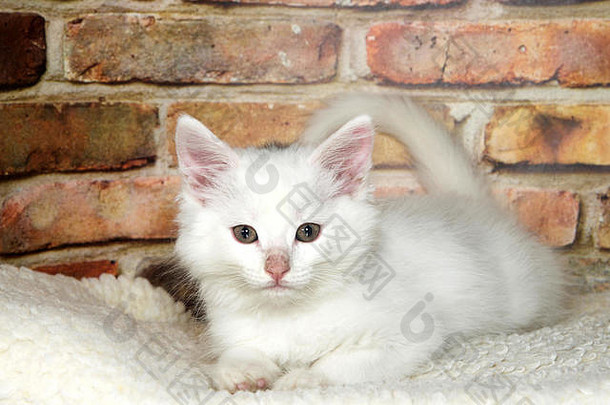一只毛茸茸的白色小猫趴在毛茸茸的羊皮上，看着砖<strong>墙</strong>背景下的观众。